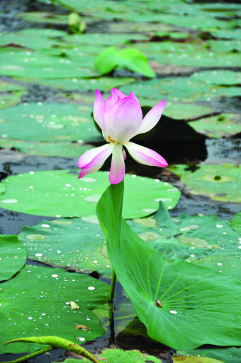 Lotus in a Lake